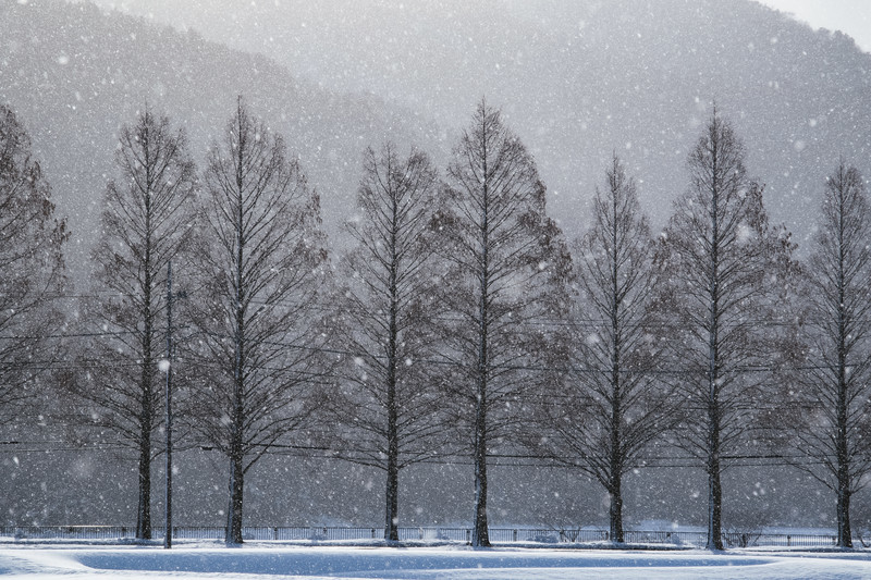 冬の風景