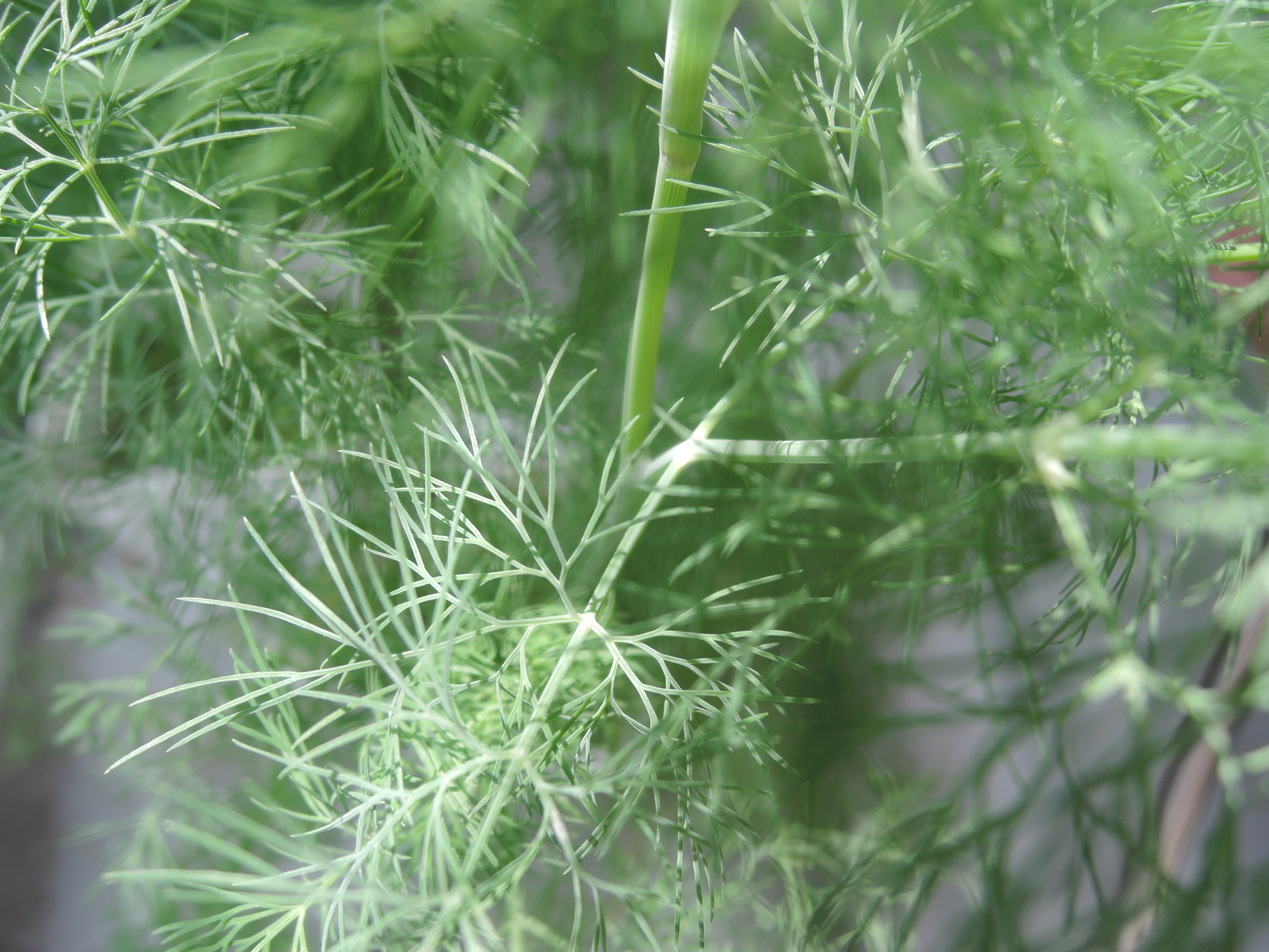 ディル（イノンド）