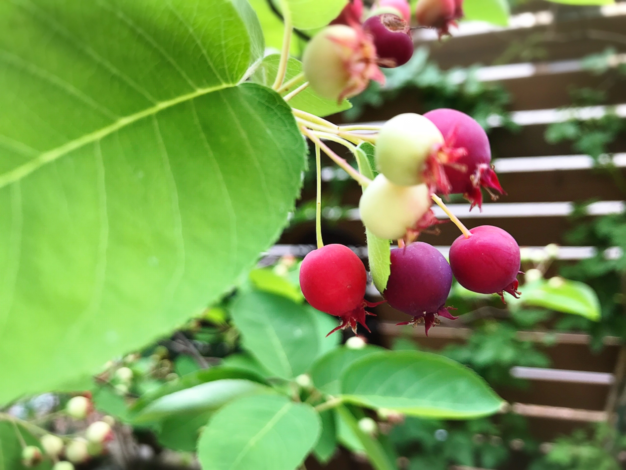 ジューンベリー（果実）