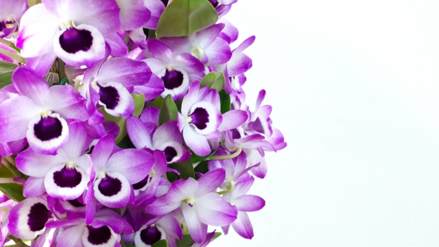 デンドロビウム