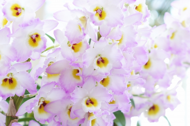 デンドロビウム