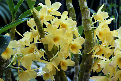 デンドロビウム