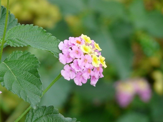 ランタナ