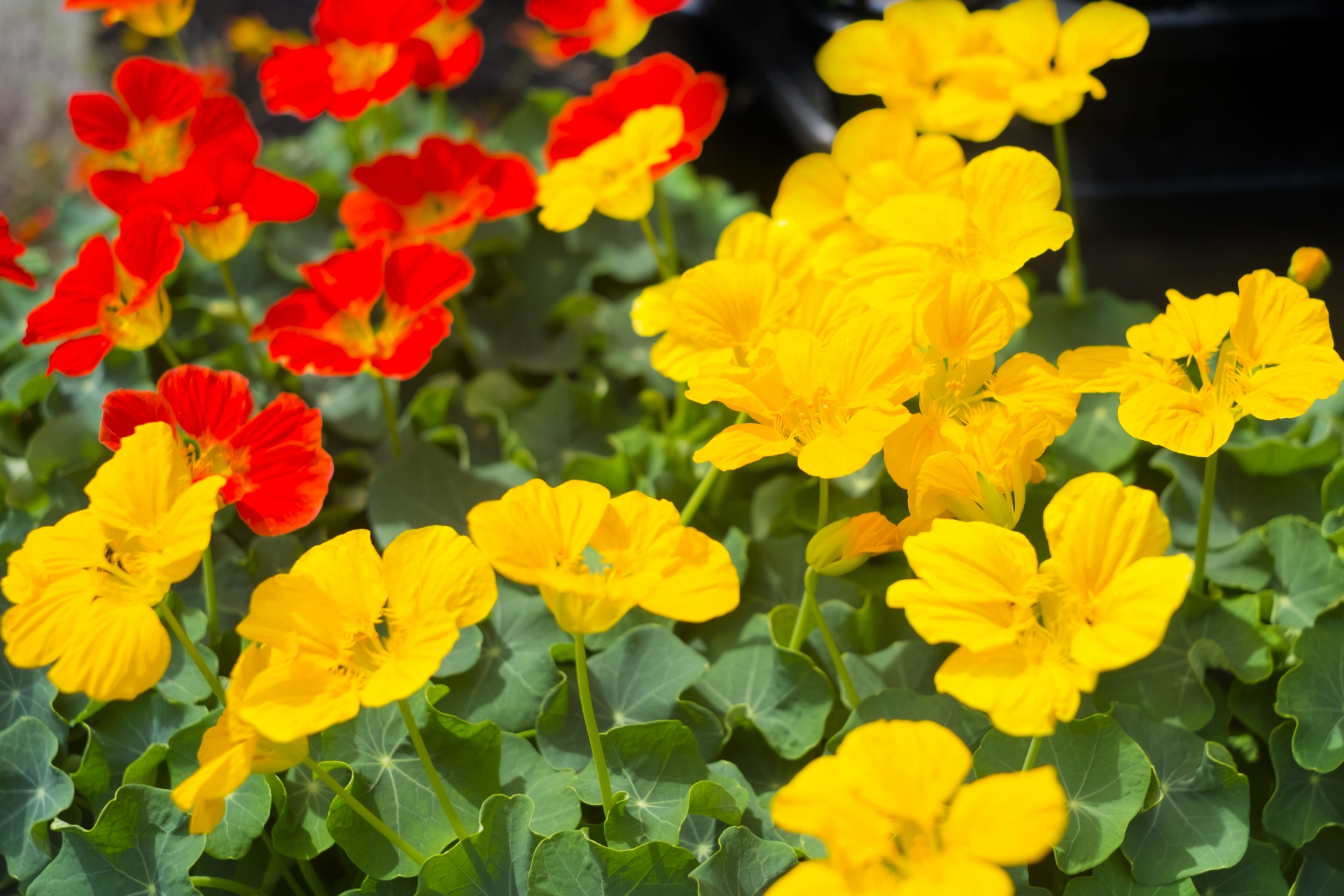 ナスタチウム(ナスタチューム)