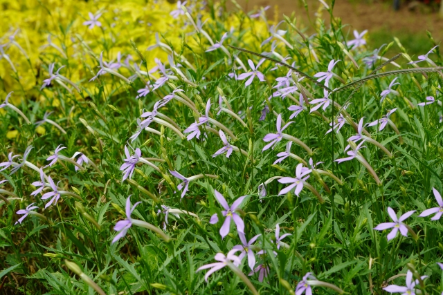 イソトマの群生