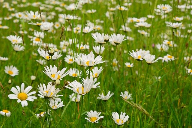 ローマンカモマイル