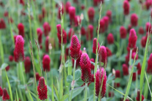 ストロベリーキャンドル