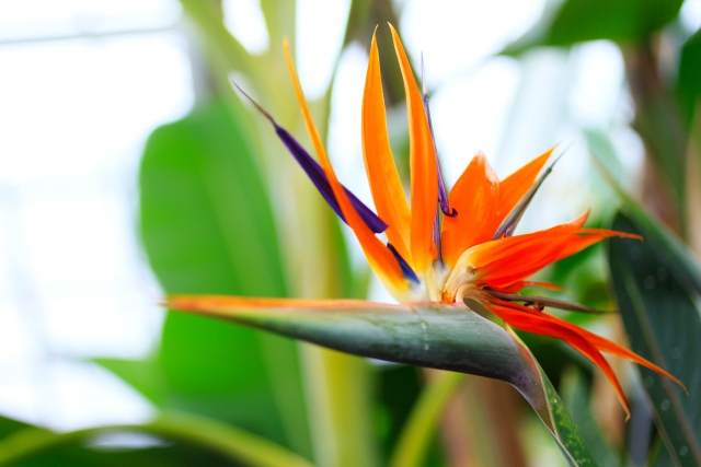 ストレリチア（オレンジ色）