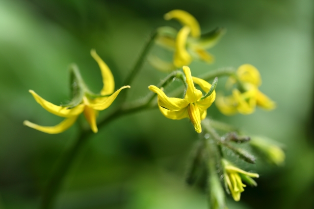 トマトの花