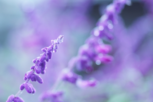 アメジストセージ