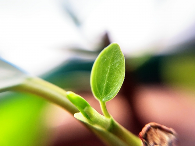 ガジュマルの新芽