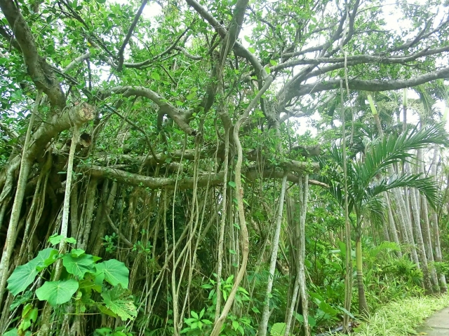 自生するガジュマル