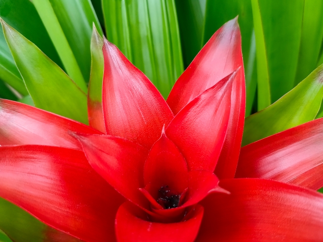 グズマニア（赤花）