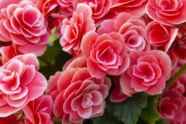 エラチオールベゴニア