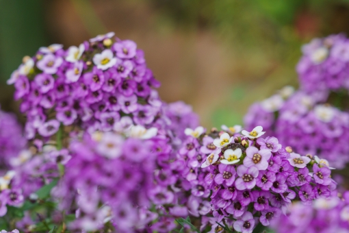 スイートアリッサムの育て方!水やりのコツや挿し木での増やし方をご紹介!のイメージ
