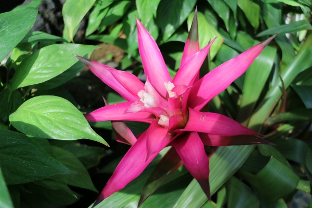 グズマニアの花（中央部）