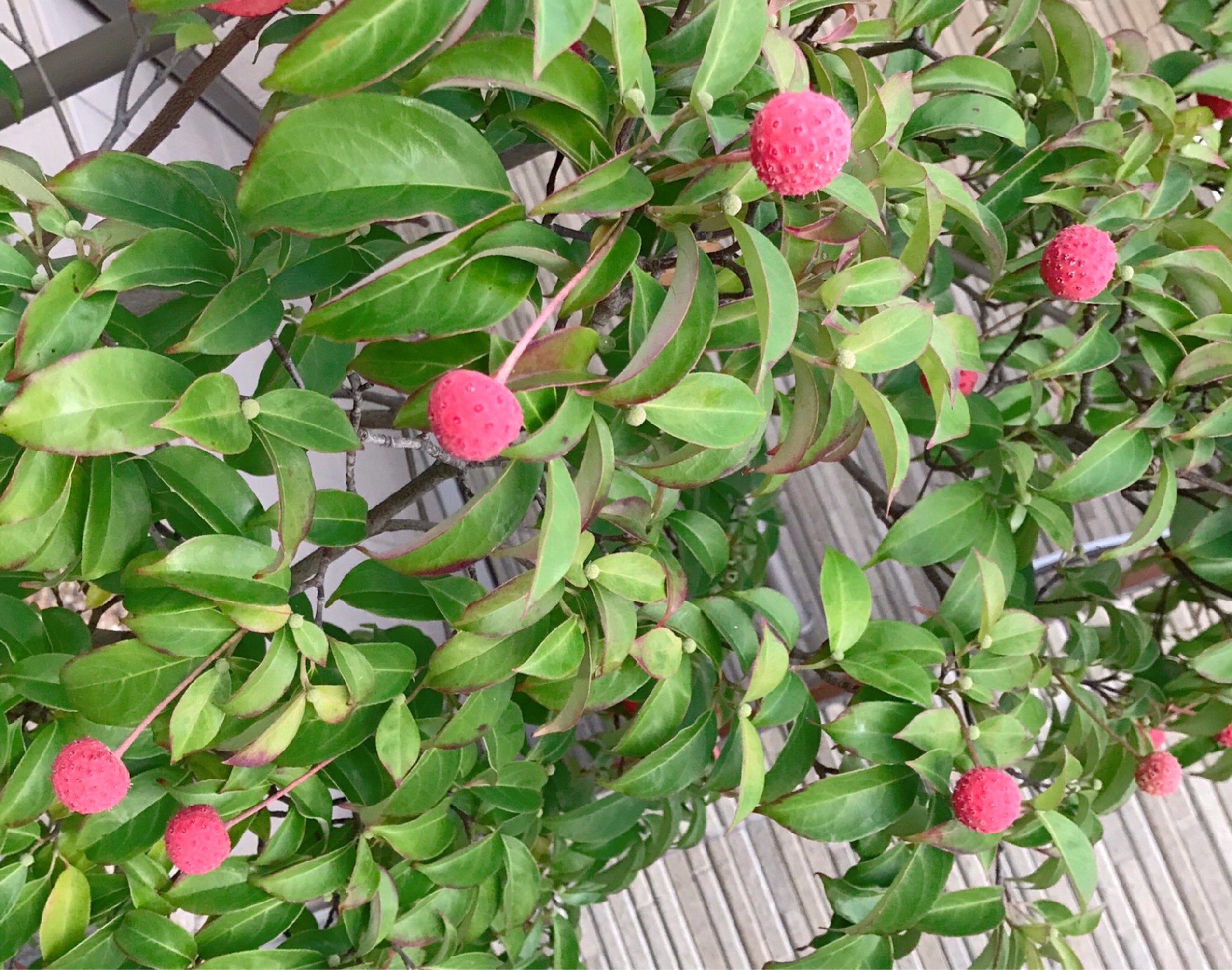 ヤマボウシの実