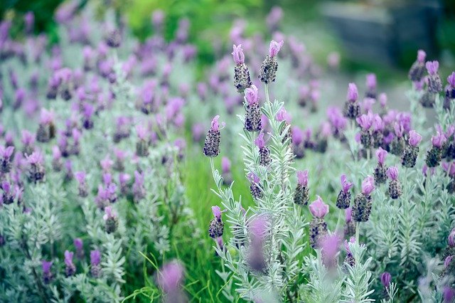 フレンチラベンダー