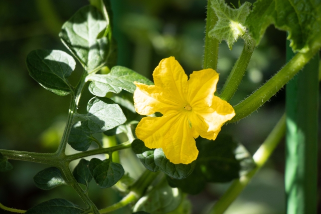 キュウリの花