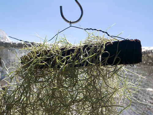 サルオガセモドキ