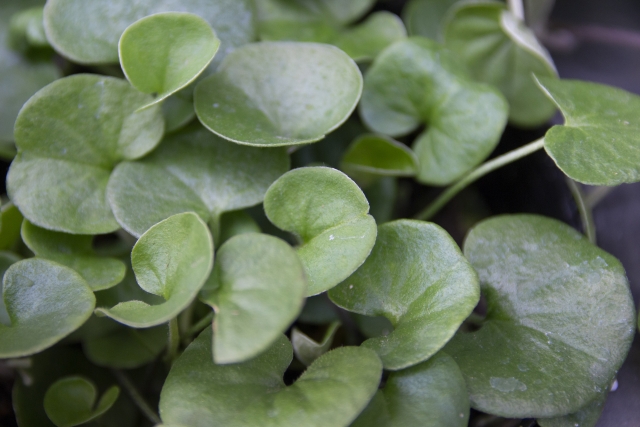 ディコンドラ（ダイコンドラ）