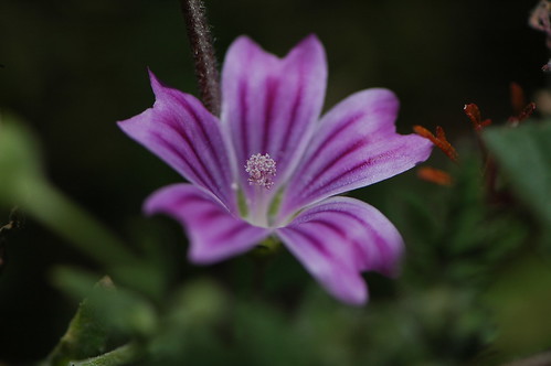 ウスベニアオイ