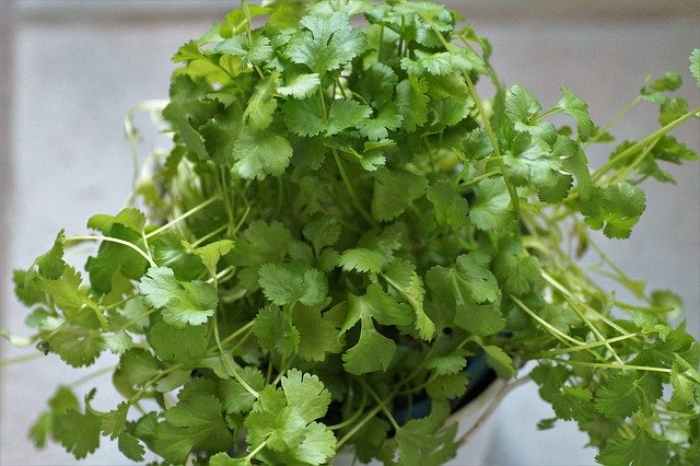 シャンツァイの育て方!根を傷つけない植え付けのコツは?のイメージ