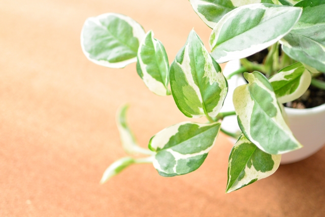 ポトスの育て方!冬越し・夏越しのコツは?植え替え方法や増やし方も紹介!のイメージ