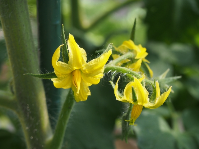 トマトの花