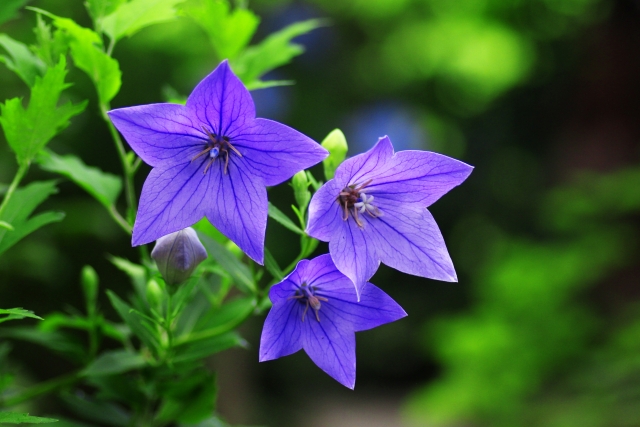 キキョウの育て方!花をたくさん咲かせるコツ・管理のポイントのイメージ