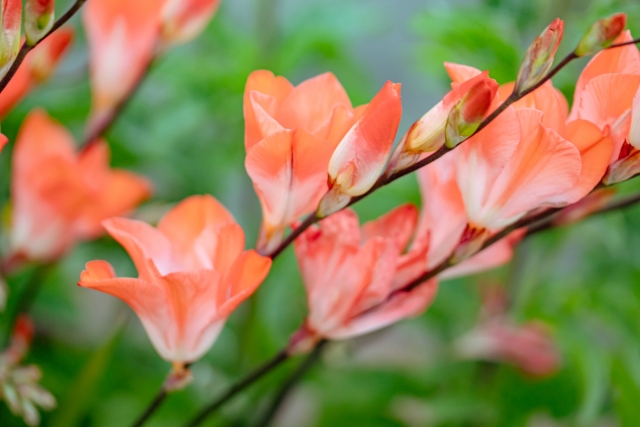 オレンジのフリージア