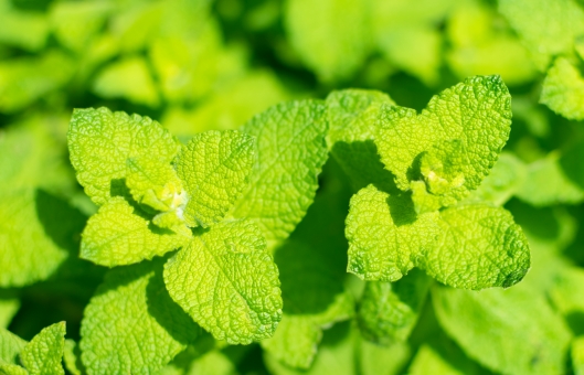 アップルミント