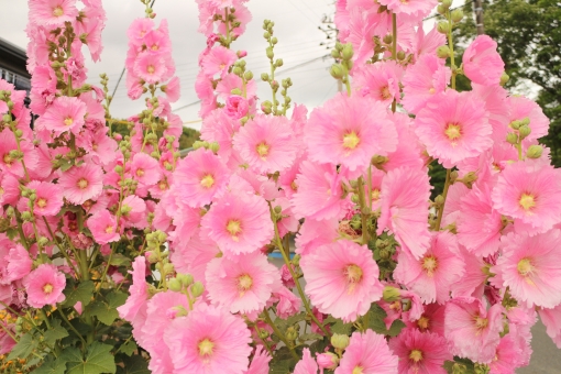 タチアオイの育て方!花後の管理や種まきや株分けで失敗しないコツのイメージ