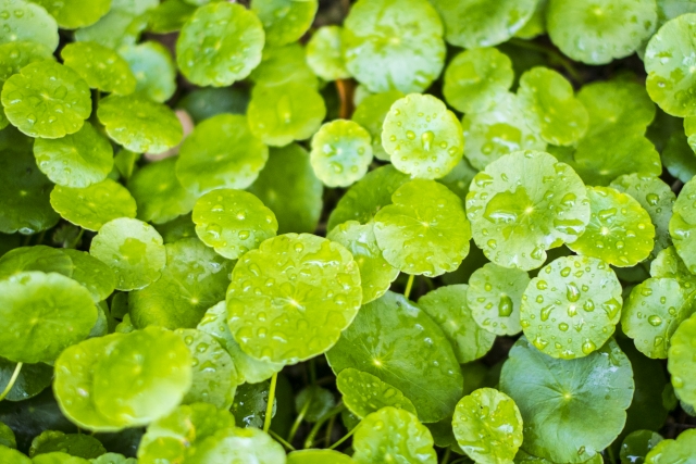 ウォーターマッシュルーム