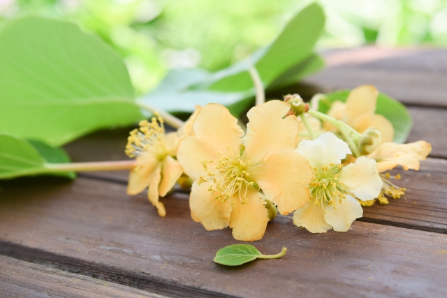 キウイフルーツの花