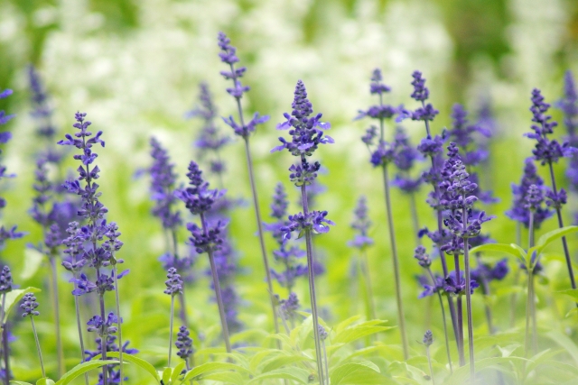 ブルーサルビア