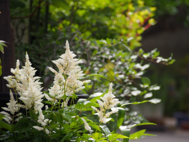 アスチルベの育て方!植え付け・植え替えのポイントを詳しく解説のイメージ