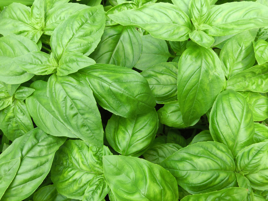 スイートバジル