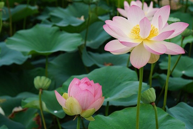 ハスの育て方!植え替えや種まきのコツや手入れ方法などについて解説のイメージ