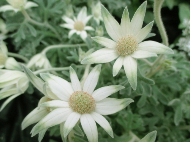 フランネルフラワーの育て方！栽培のコツは日当たりと水分の管理のイメージ