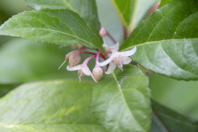 ヤブコウジの花