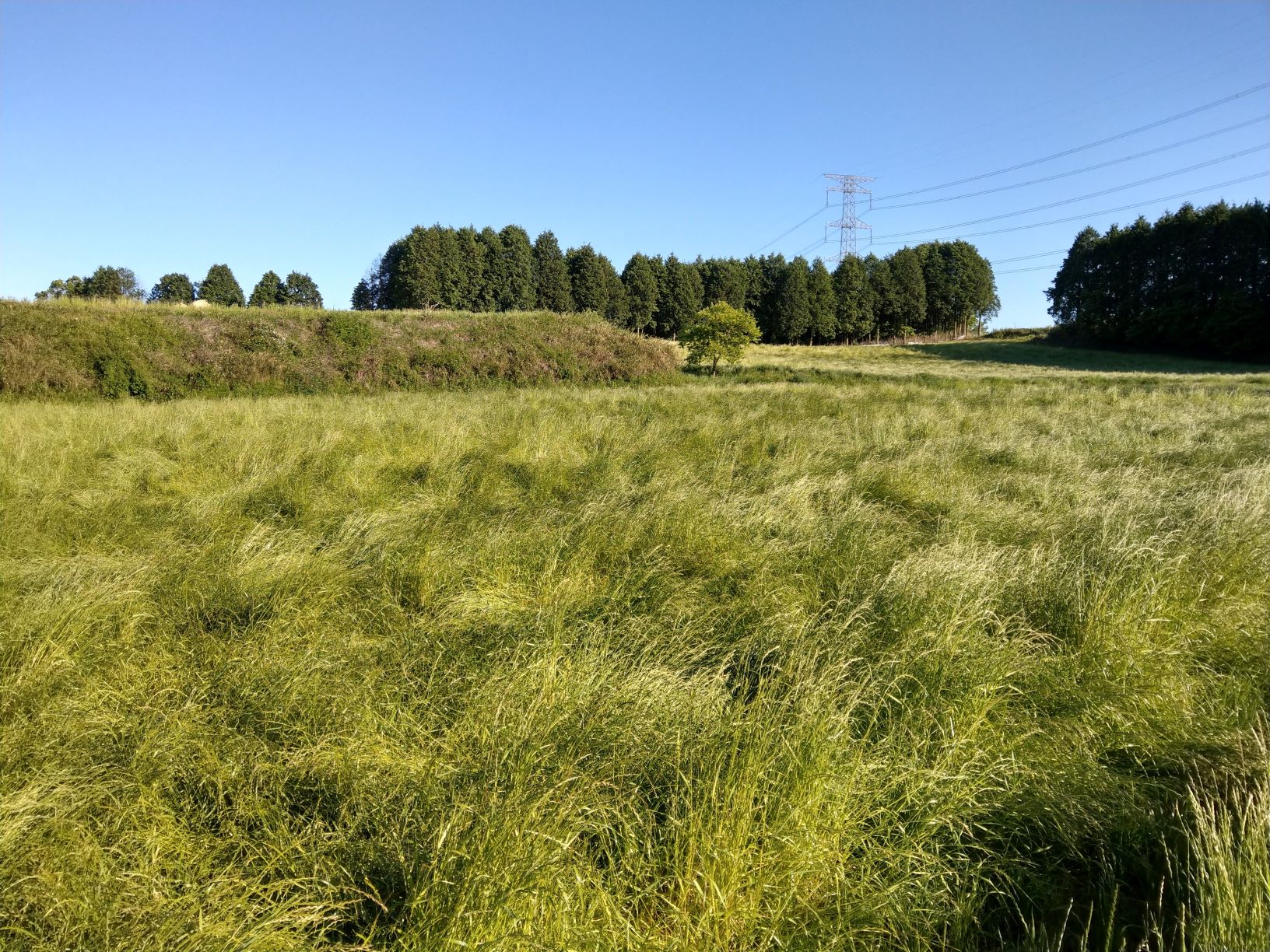 イタリアンライグラス