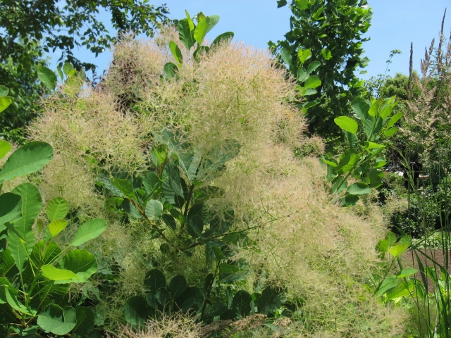 スモークツリー