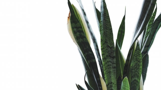 サンスベリア・トリファスキアータ