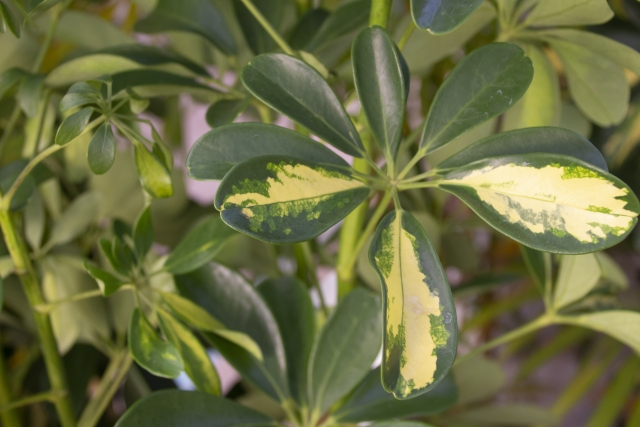 ホンコンカポック（斑入り）