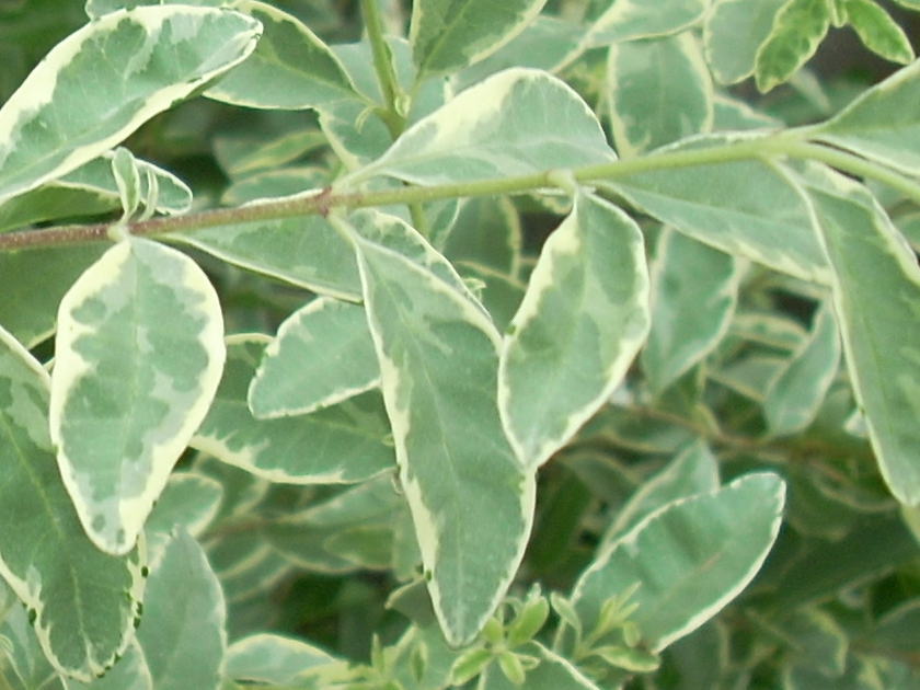 シルバープリペット