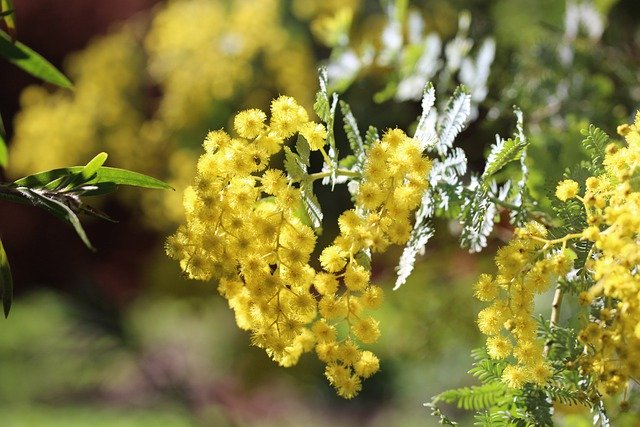ミモザの育て方!枯れる原因と花を咲かせる管理のポイントを解説のイメージ