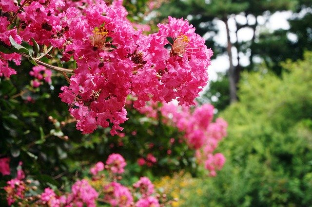 サルスベリの育て方!病気・害虫を防ぎ上手に育てる剪定や管理のコツのイメージ