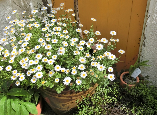 クリサンセマム（鉢植え）