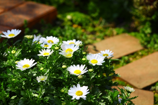 クリサンセマム・パルドサム